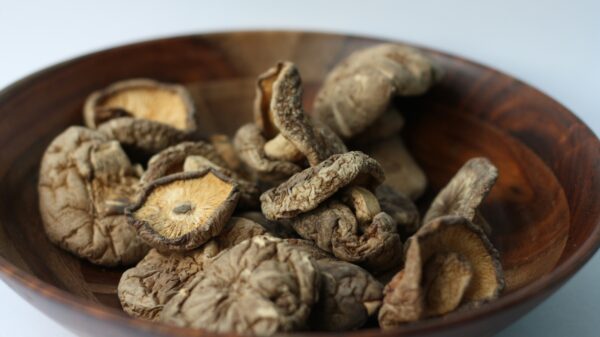 medicinal mushrooms